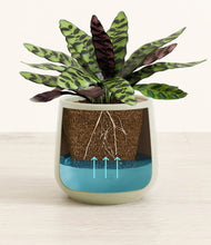 Load image into Gallery viewer, -