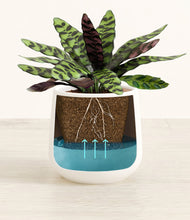 Load image into Gallery viewer, -