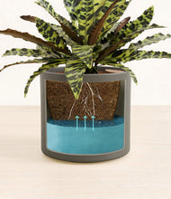 Load image into Gallery viewer, Dark Olive