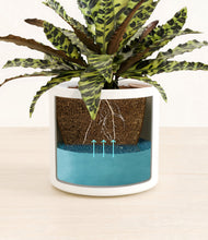 Load image into Gallery viewer, White