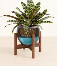 Load image into Gallery viewer, Deep Navy stand:walnut