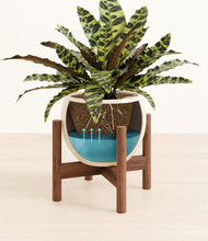 Load image into Gallery viewer, Shiny EggWhite stand:walnut