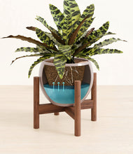 Load image into Gallery viewer, Winter Clouds stand:walnut