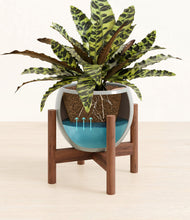 Load image into Gallery viewer, Deep Ocean stand:walnut