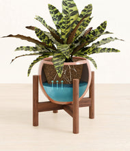 Load image into Gallery viewer, Calm Rose stand:walnut