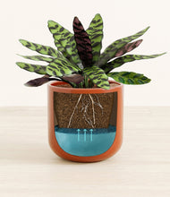 Load image into Gallery viewer, -