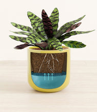 Load image into Gallery viewer, -