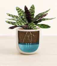 Load image into Gallery viewer, -