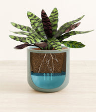 Load image into Gallery viewer, -