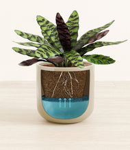 Load image into Gallery viewer, -