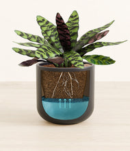 Load image into Gallery viewer, -