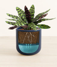 Load image into Gallery viewer, -