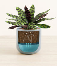 Load image into Gallery viewer, -