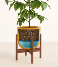 Load image into Gallery viewer, Sunset Orange stand:walnut