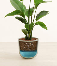 Load image into Gallery viewer, Sage Green