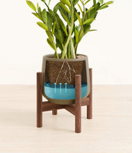 Load image into Gallery viewer, Olive stand:walnut