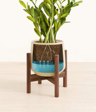 Load image into Gallery viewer, Almond Green stand:walnut