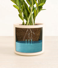 Load image into Gallery viewer, Cream