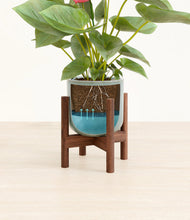 Load image into Gallery viewer, Reactive Aqua stand:walnut