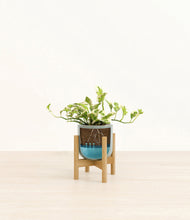 Load image into Gallery viewer, Reactive Aqua stand:bamboo