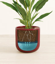 Load image into Gallery viewer, Striped Cherry Red