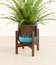 Load image into Gallery viewer, Deep Navy stand:walnut