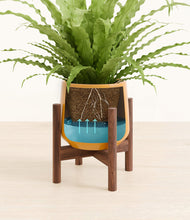 Load image into Gallery viewer, Mustard stand:walnut