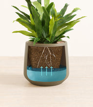 Load image into Gallery viewer, Olive