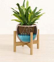 Load image into Gallery viewer, Desert Brown stand:bamboo