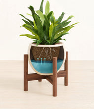 Load image into Gallery viewer, Shiny EggWhite stand:walnut