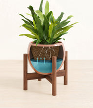 Load image into Gallery viewer, Calm Rose stand:walnut