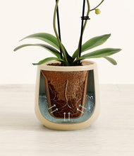 Load image into Gallery viewer, Almond Green stand:all