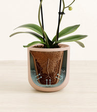Load image into Gallery viewer, Terracotta Glow stand:all