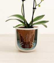 Load image into Gallery viewer, Cotton White stand:all