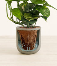 Lade das Bild in den Galerie-Viewer, Sage Green stand:all