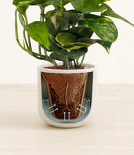 Load image into Gallery viewer, Cotton White stand:all