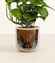 Load image into Gallery viewer, Sandy Pink stand:all