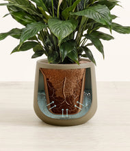 Load image into Gallery viewer, Olive stand:all