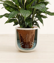 Load image into Gallery viewer, Cotton White stand:all