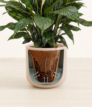 Load image into Gallery viewer, Sandy Pink stand:all