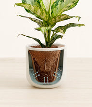 Charger l'image dans la galerie, Cotton White stand:all