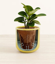 Load image into Gallery viewer, Key Lime Yellow stand:all