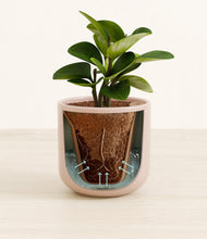 Load image into Gallery viewer, Sandy Pink stand:all