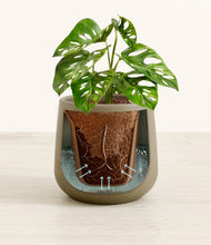 Lade das Bild in den Galerie-Viewer, Olive stand:all