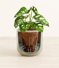 Load image into Gallery viewer, Sage Green stand:all