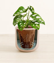 Load image into Gallery viewer, Sandy Pink stand:all