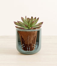 Load image into Gallery viewer, Reactive Aqua stand:all