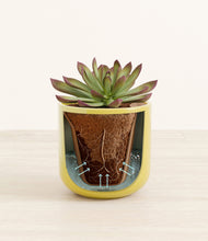Load image into Gallery viewer, Key Lime Yellow stand:all