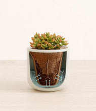 Load image into Gallery viewer, Cotton White stand:all