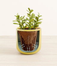 Load image into Gallery viewer, Key Lime Yellow stand:all